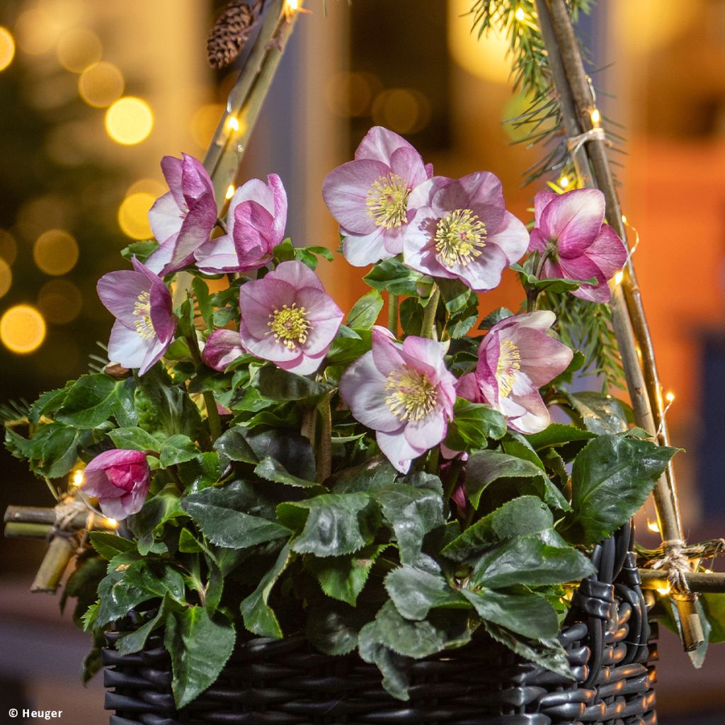 Helleborus HGC Liara