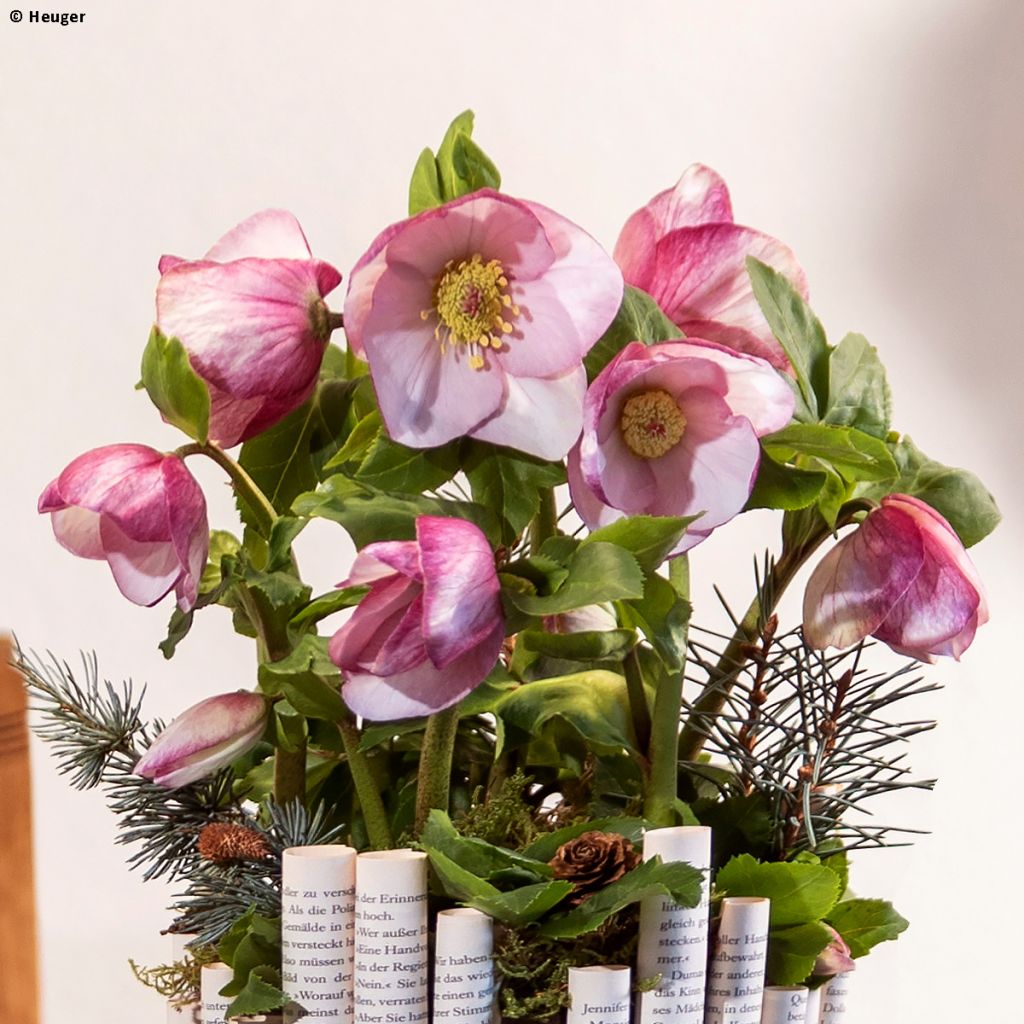 Helleborus HGC Liara