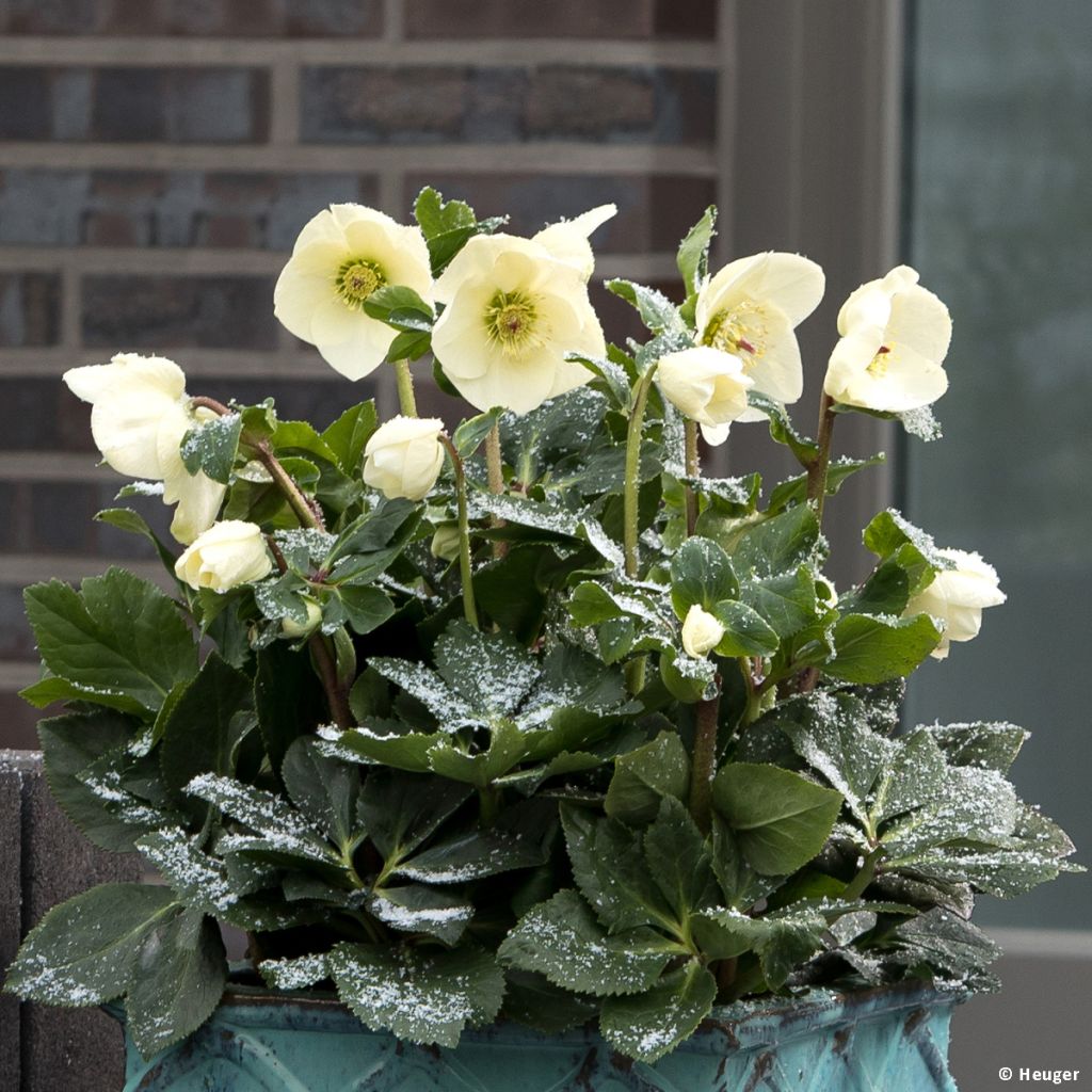 Helleborus HGC Linda