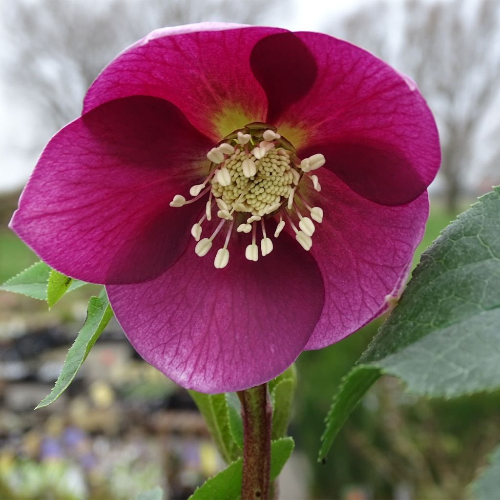 Helleborus hybridus Magic Rouge