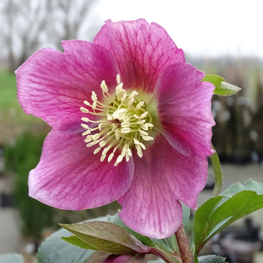 Helleborus hybridus Magic Rouge