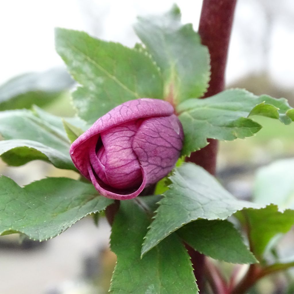 Helleborus hybridus Magic Rouge