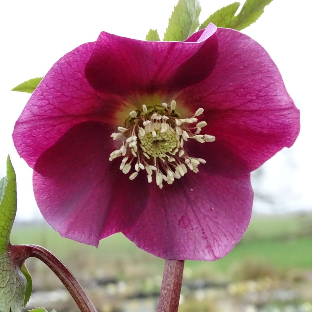 Helleborus hybridus Magic Rouge