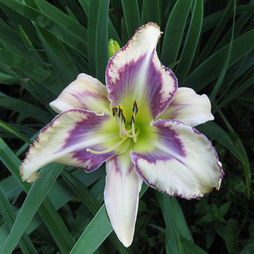 Hemerocallis Destined to See - Daylily