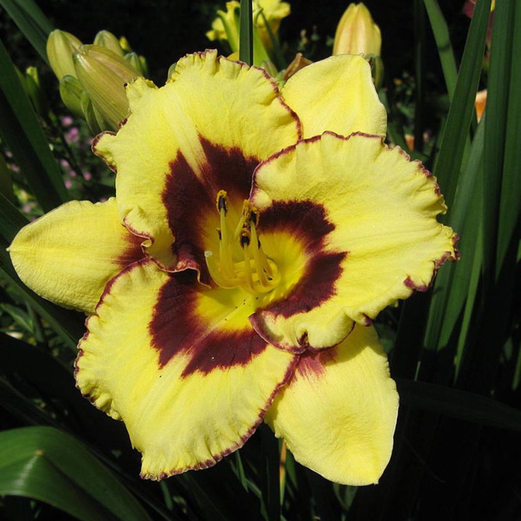 Hemerocallis El Desperado - Daylily