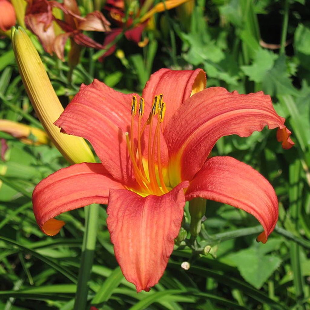 Hemerocallis Pink Damask - Daylily