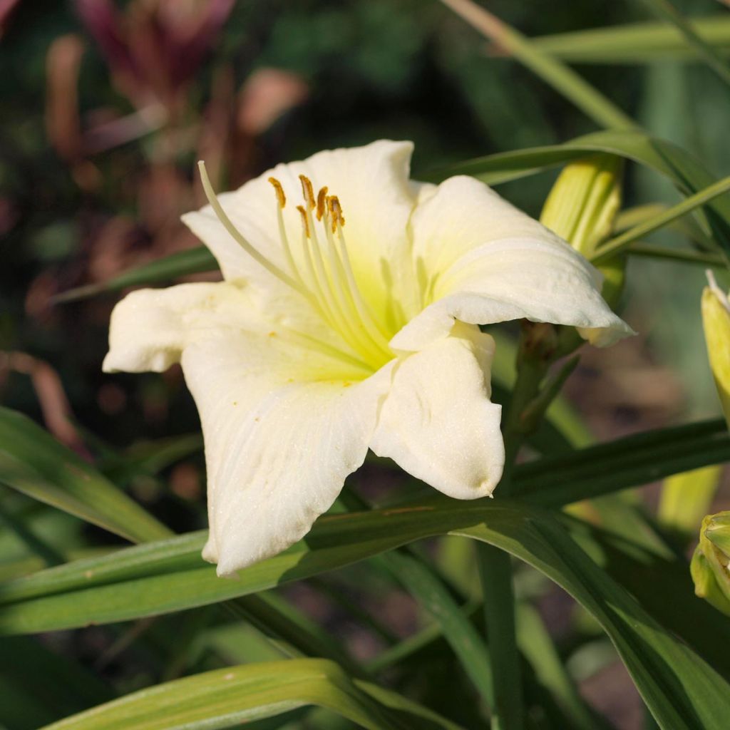 Hemerocallis Joan Senior - Daylily
