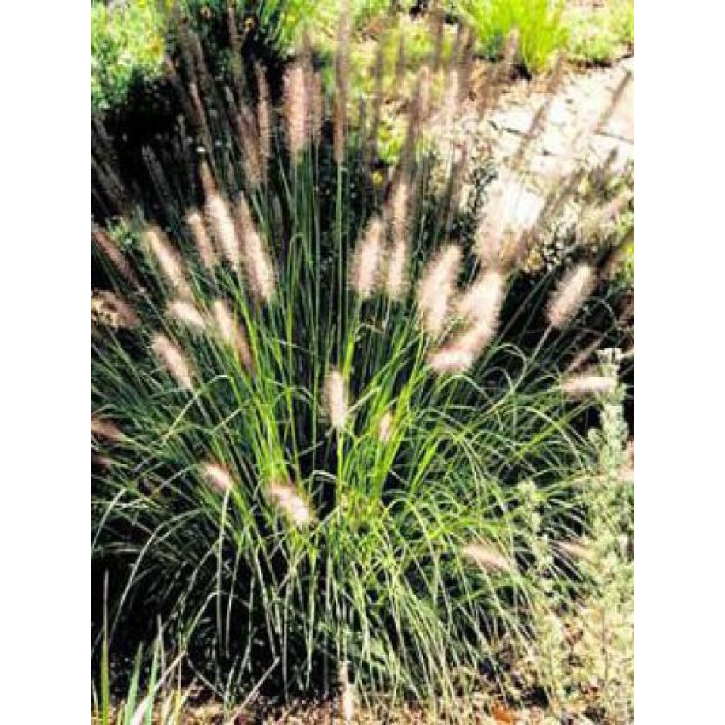 Pennisetum alopecuroides Herbstzauber - Chinese Fountain Grass