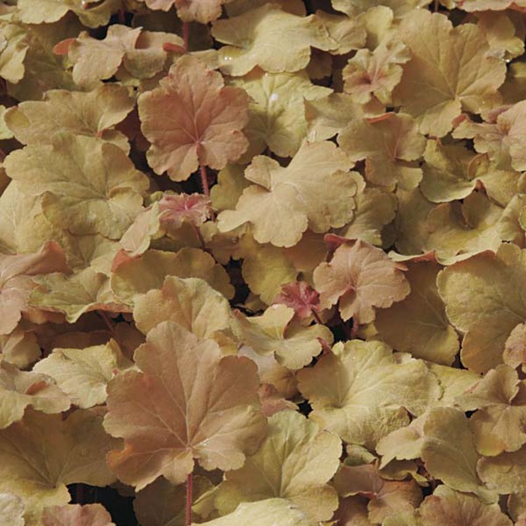 Heuchera villosa Caramel
