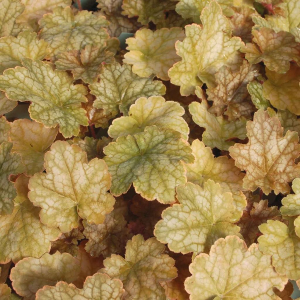 Heuchera Ginger Ale