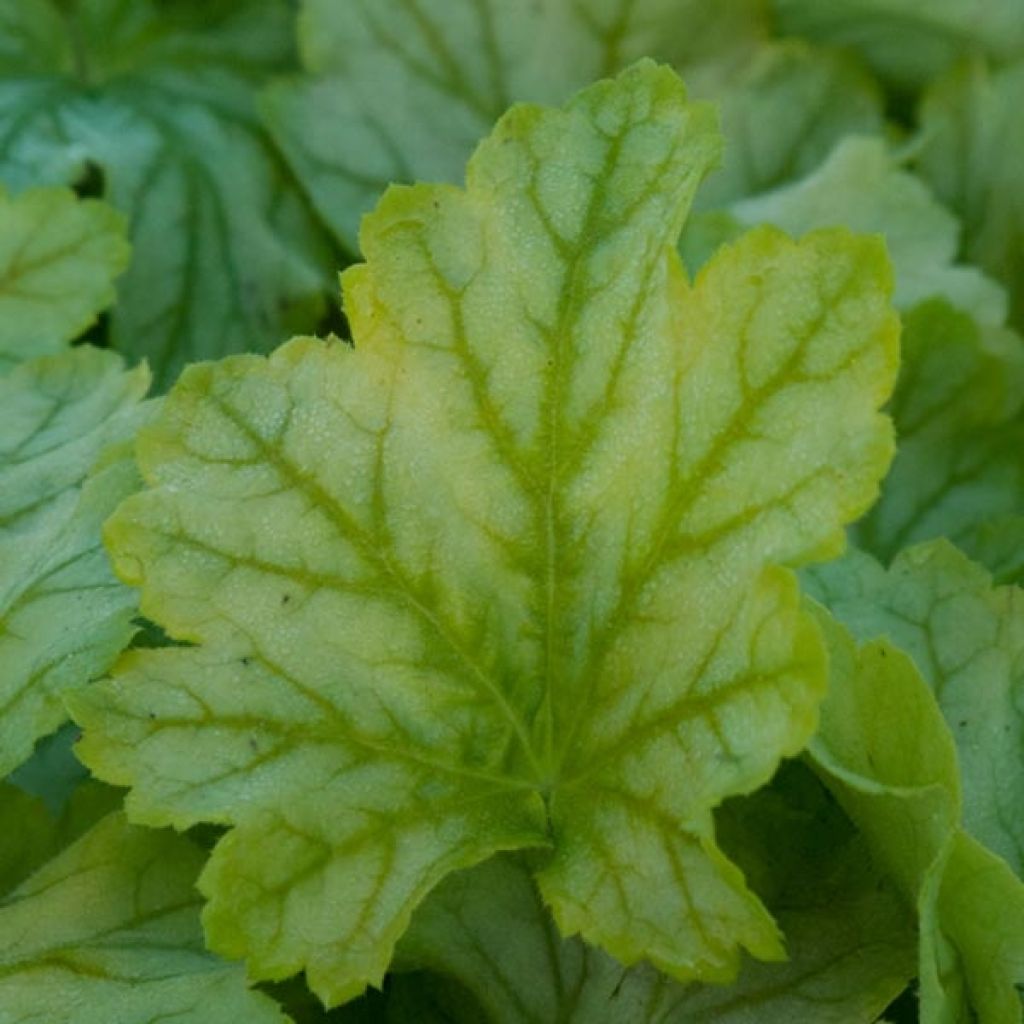 Heuchera Mint Julep