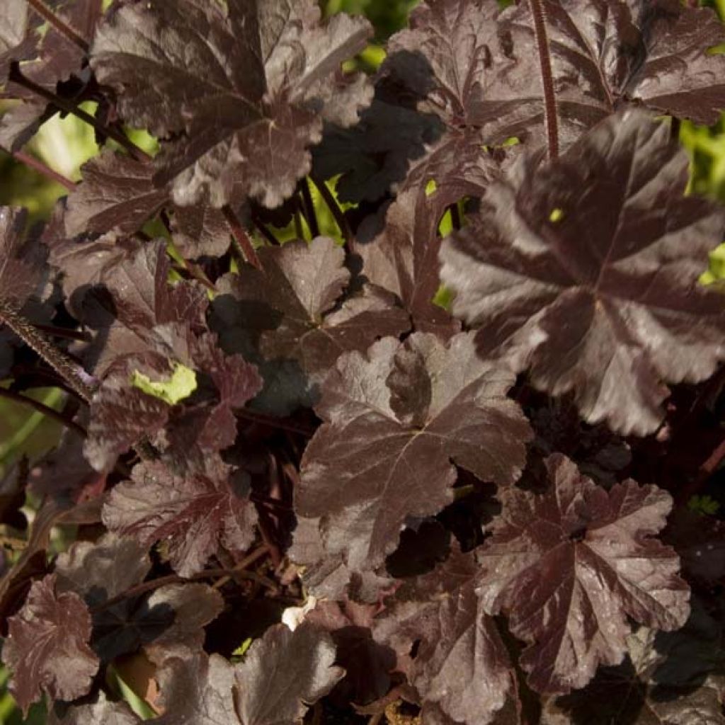 Heuchera Obsidian
