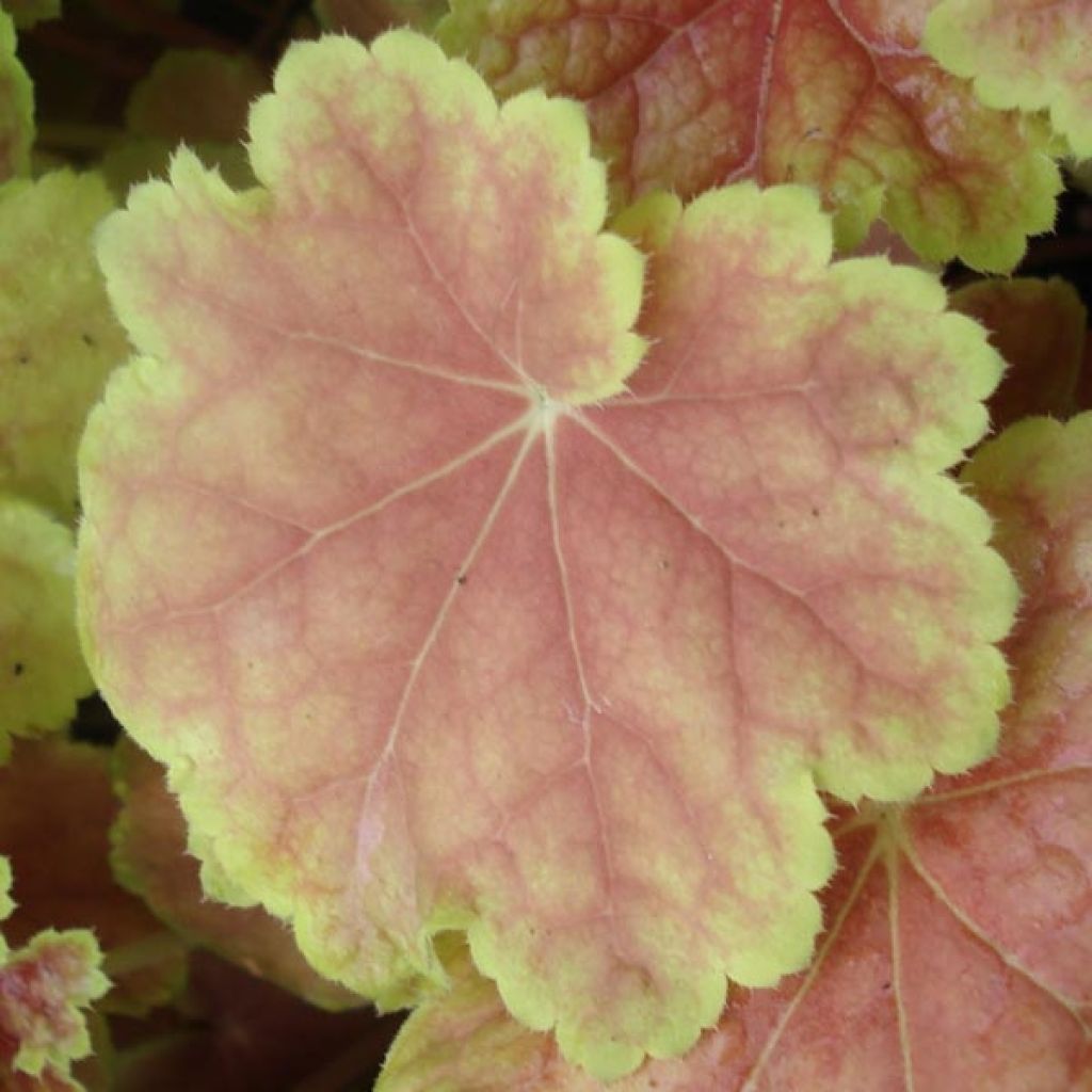 Heuchera Tiramisu