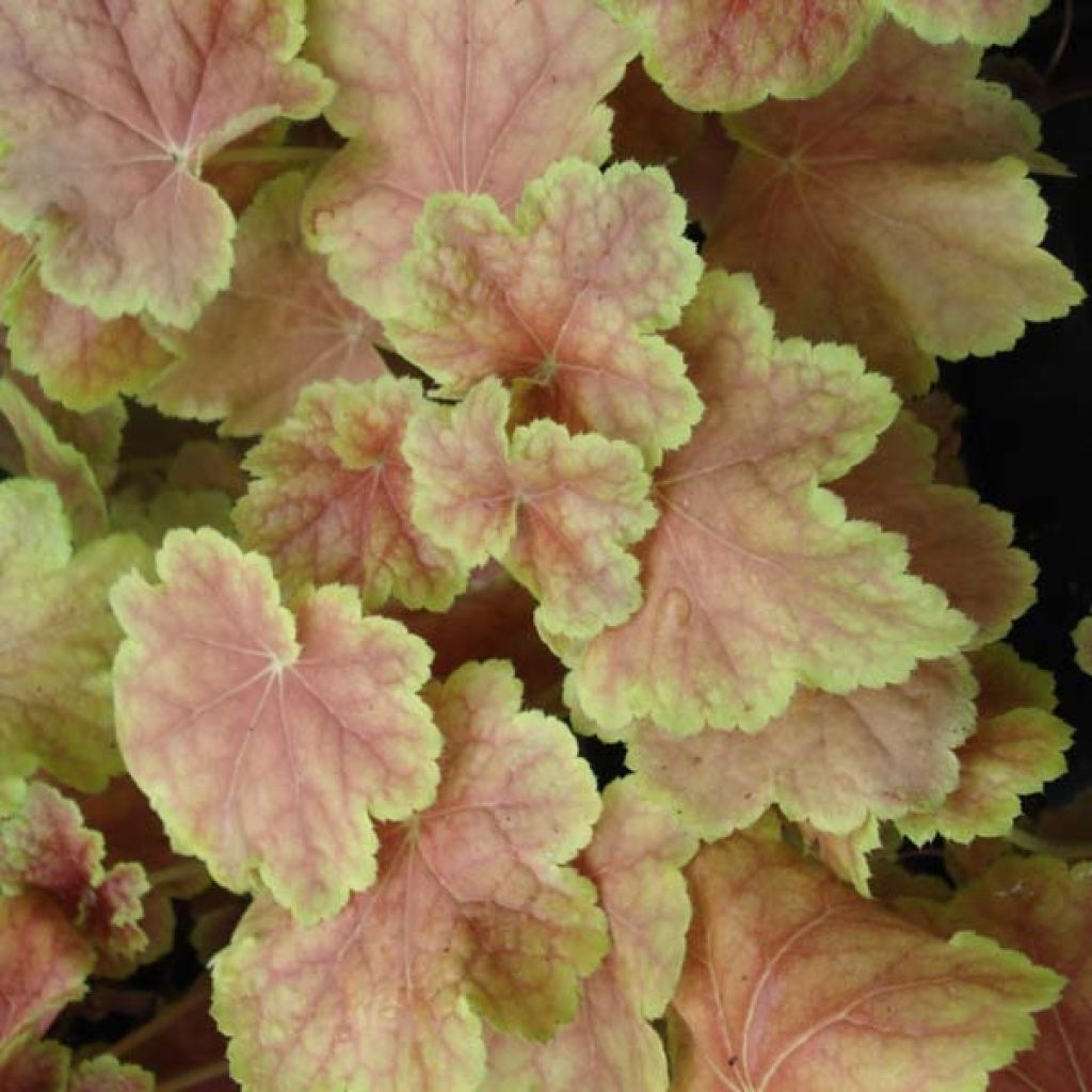 Heuchera Tiramisu