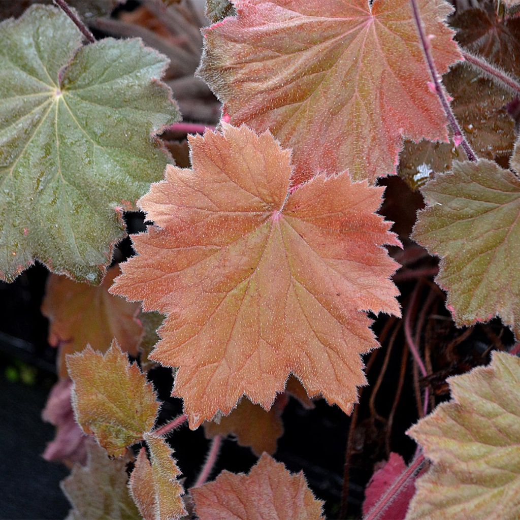 Heuchera villosa Bronze Beauty