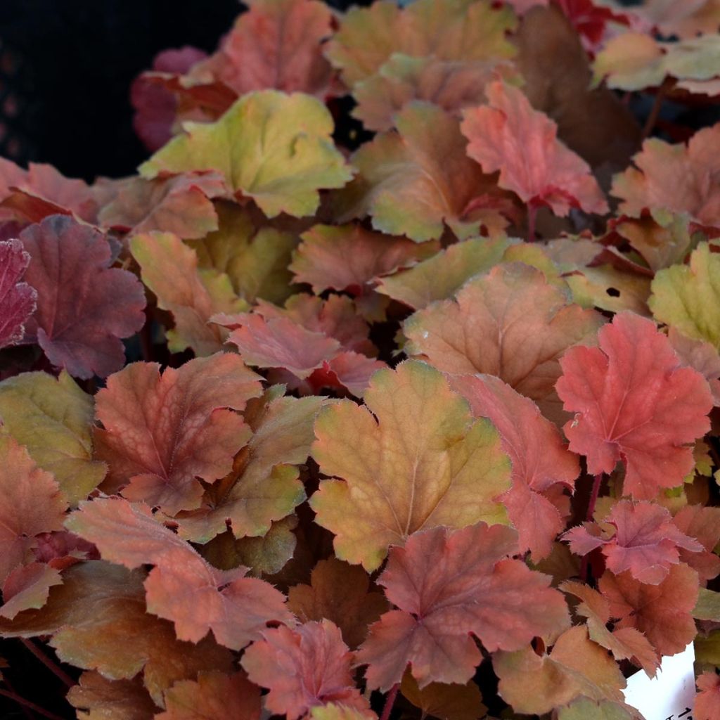 Heuchera Cherry Cola