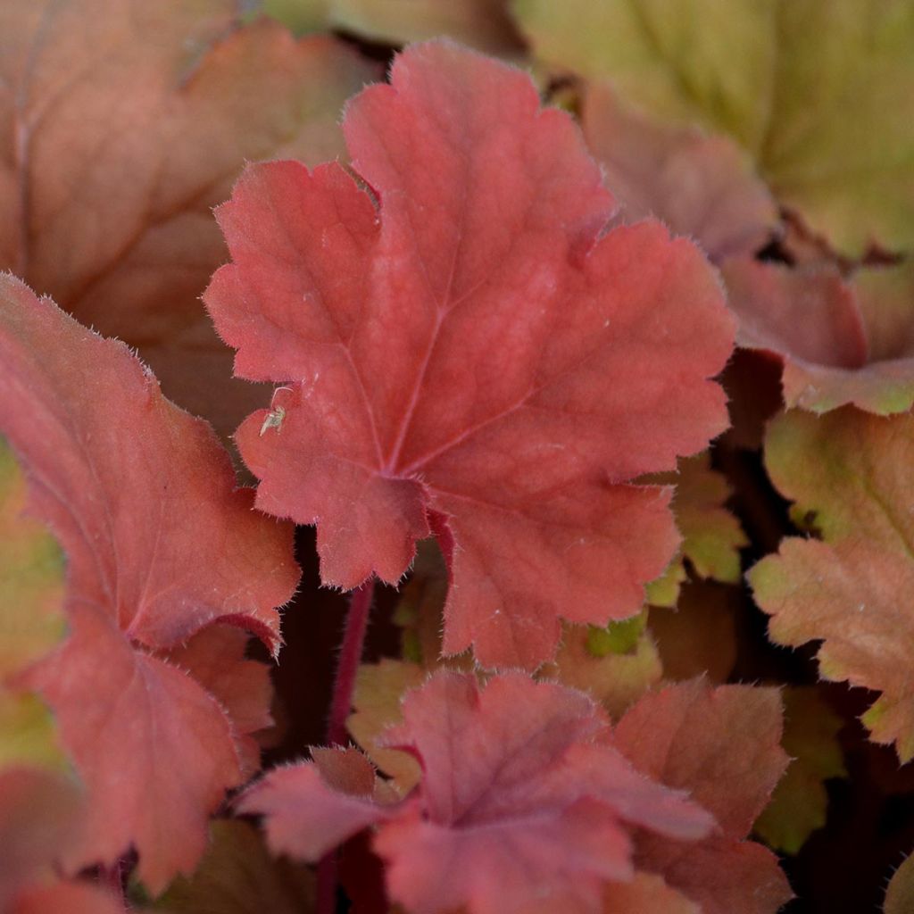 Heuchera Cherry Cola