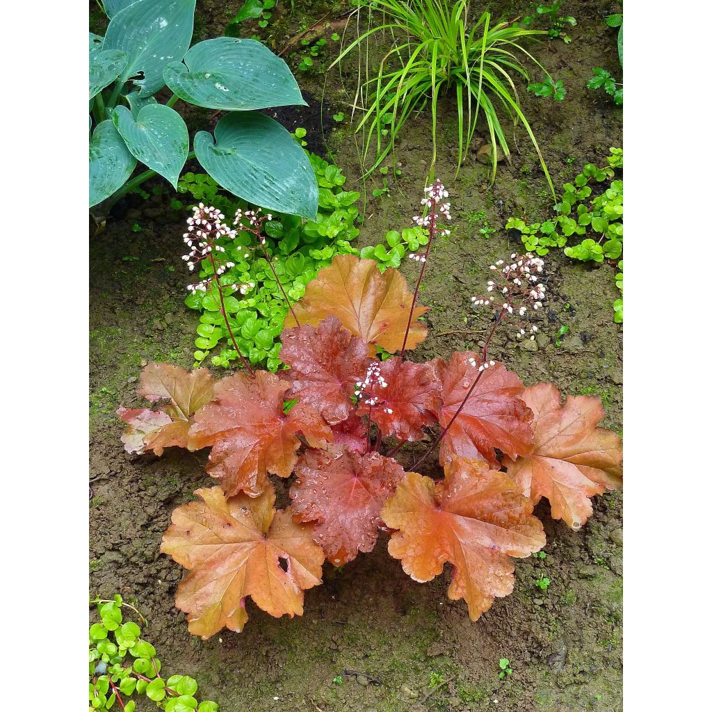 Heuchera Rio