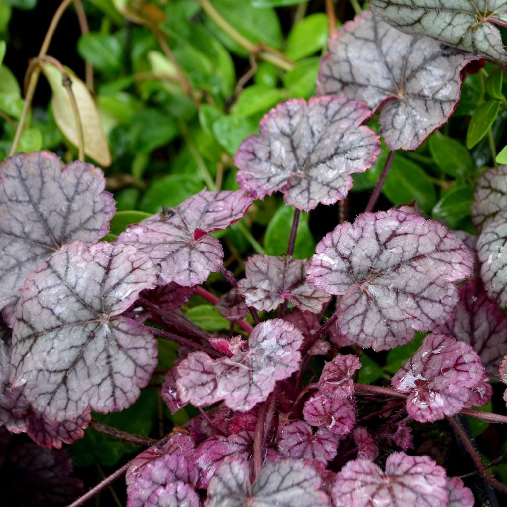 Heuchera Silver Scrolls