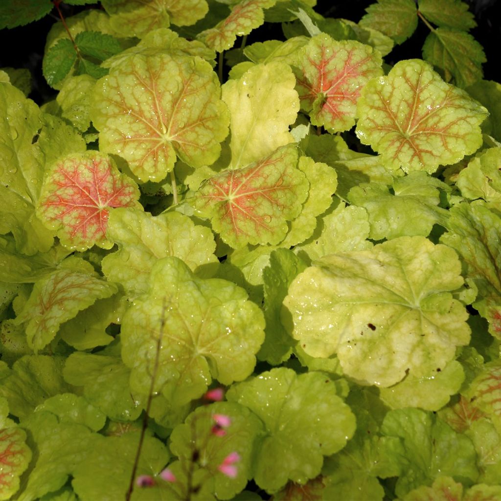 Heuchera Tiramisu