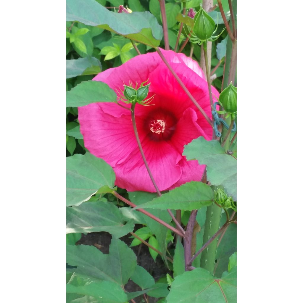 Hibiscus moscheutos Planet Griotte - Swamp Rose Mallow