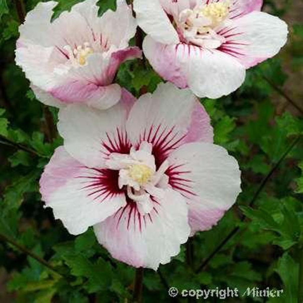 Hibiscus syriacus Pinky Spot - Rose of Sharon
