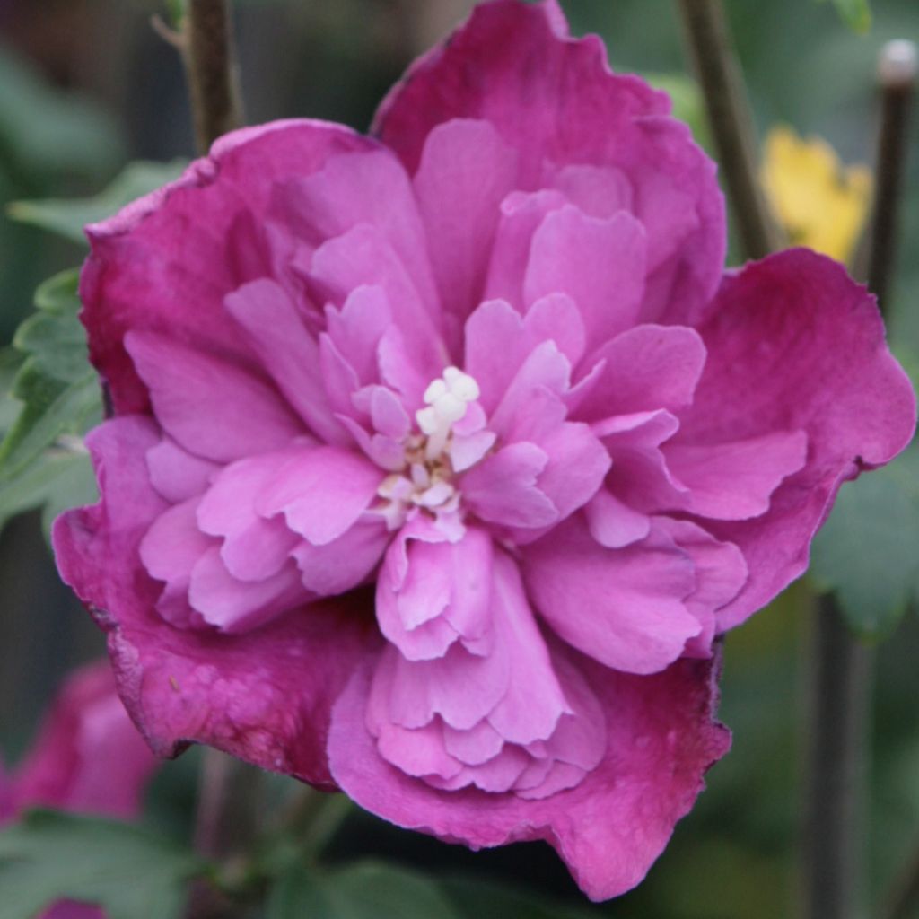 Hibiscus syriacus Purple Ruffles - Rose of Sharon