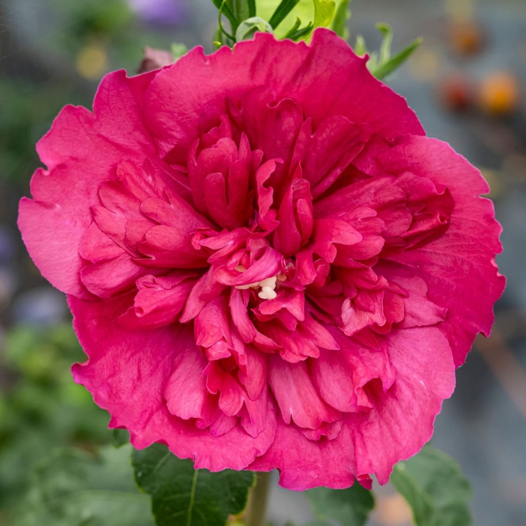 Hibiscus syriacus Ruby Chiffon® - Rose of Sharon