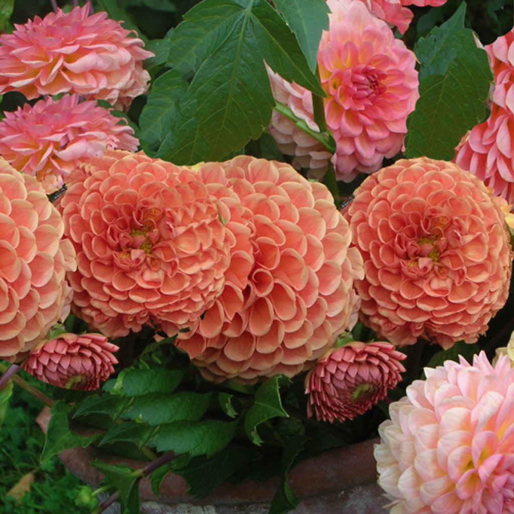Dahlia Hillcrest Suffusion