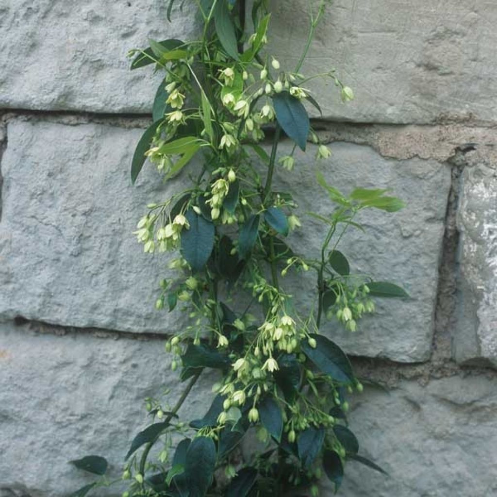 Holboellia latifolia - Broad-leaved Sausage Vine