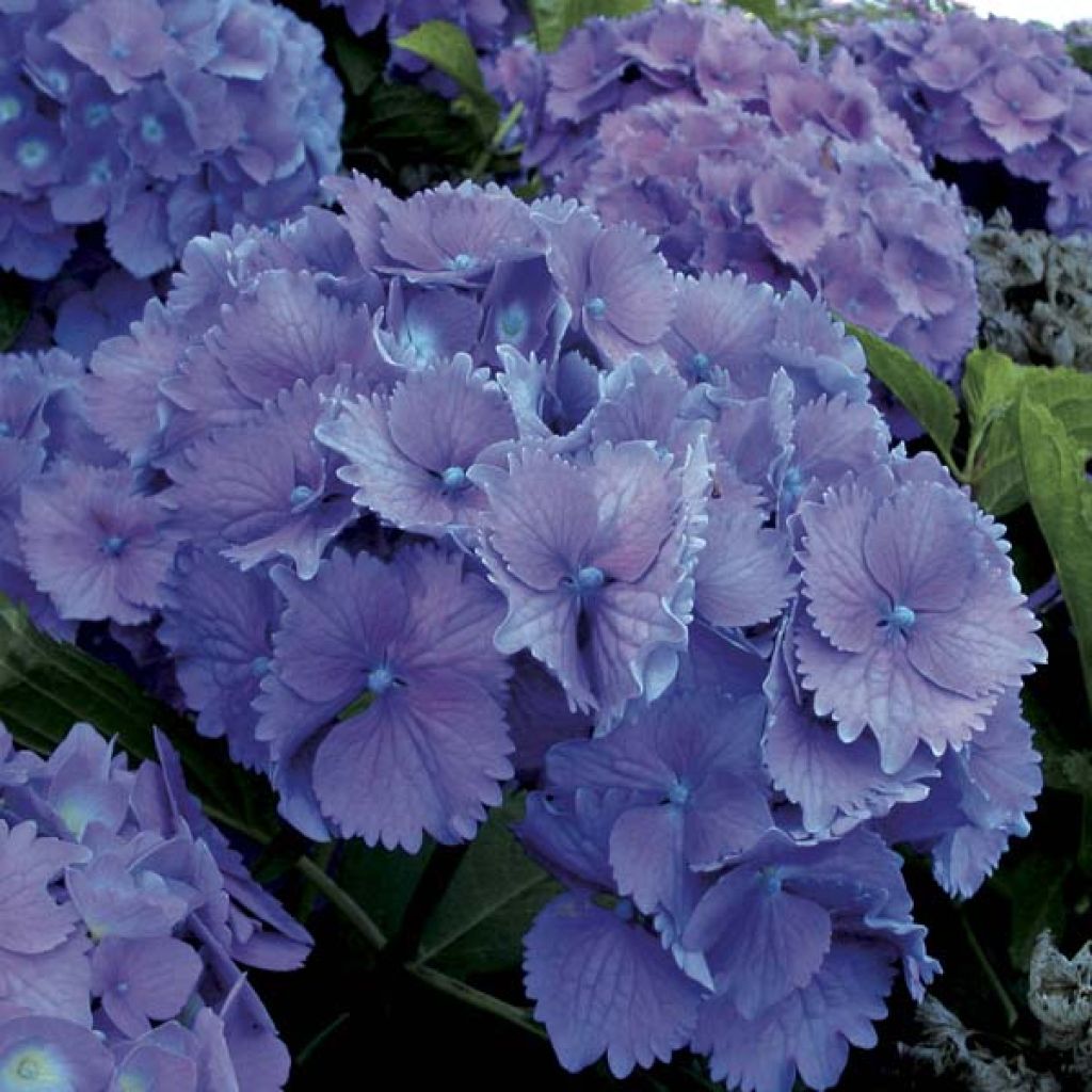 Hydrangea macrophylla Hamburg