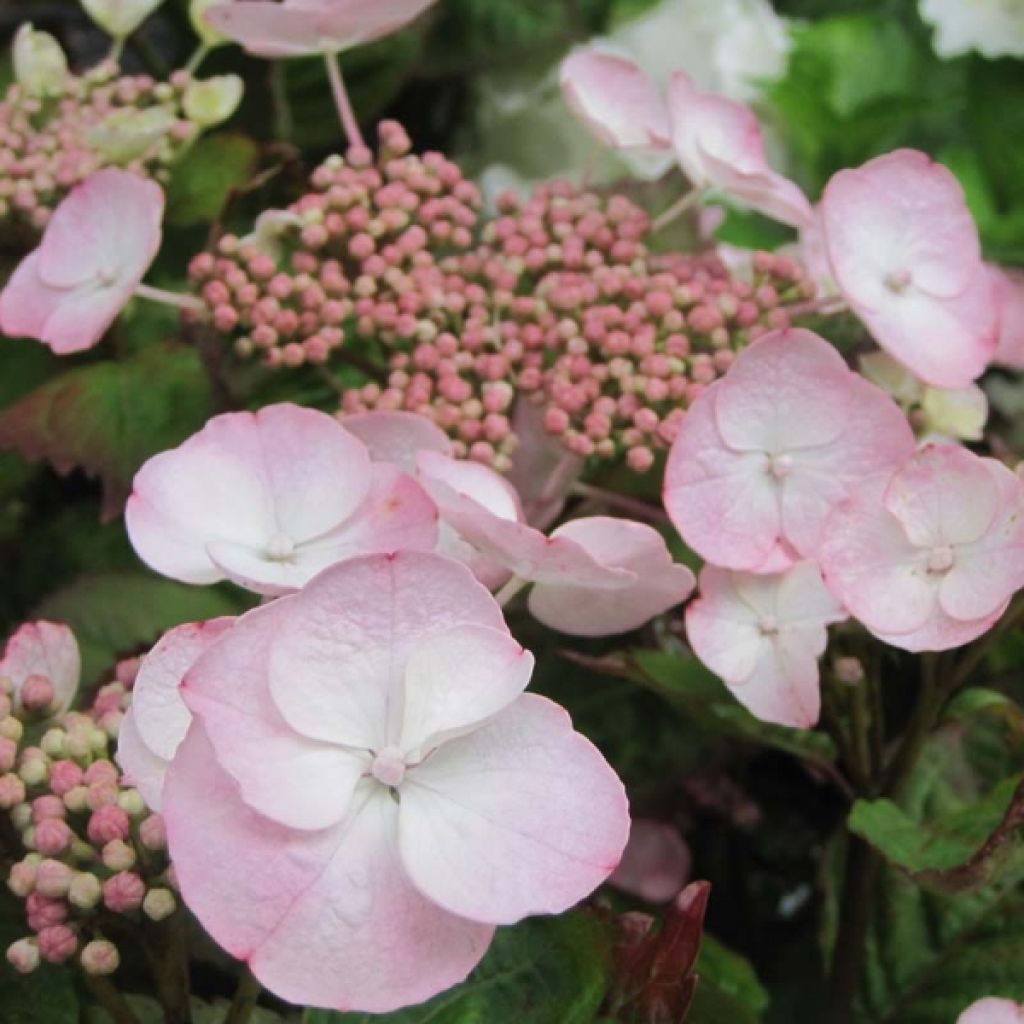 Hydrangea macrophylla Dolce Gipsy