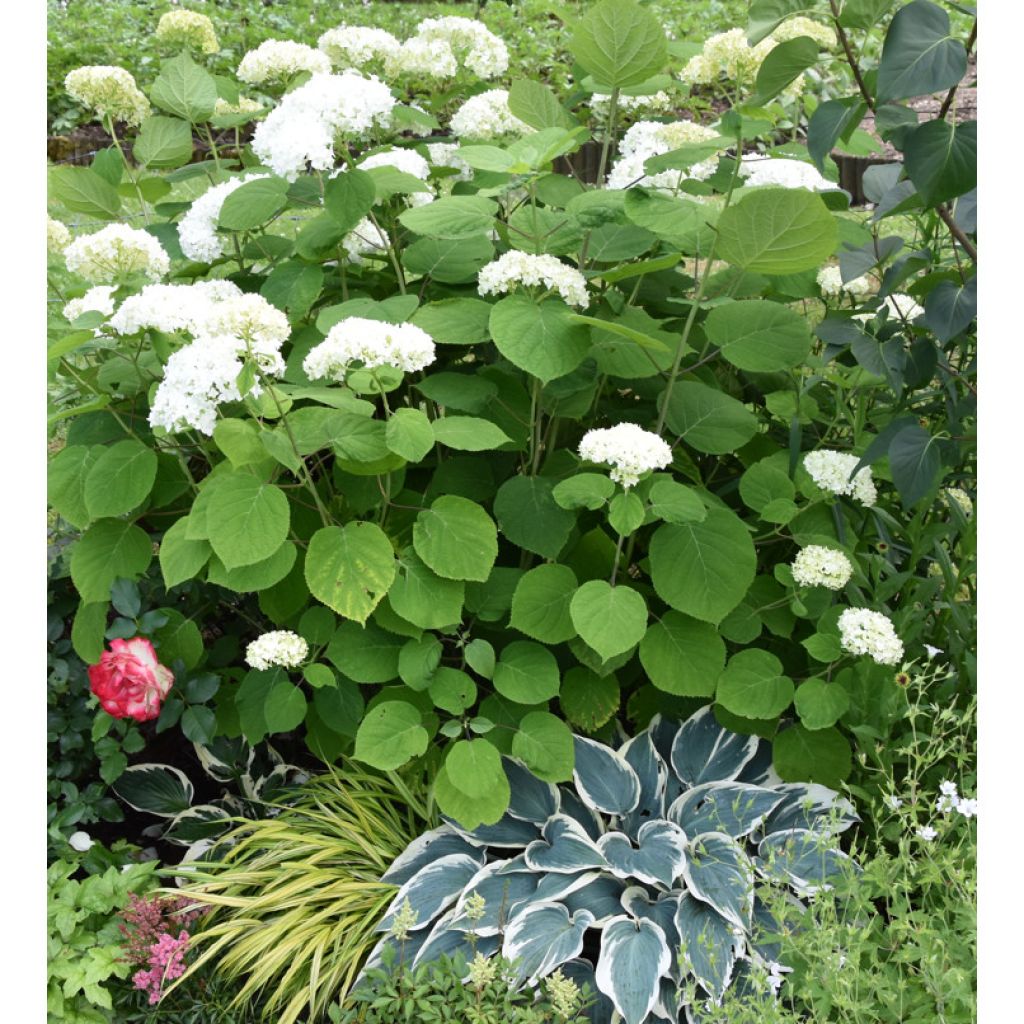 Hydrangea arborescens Annabelle