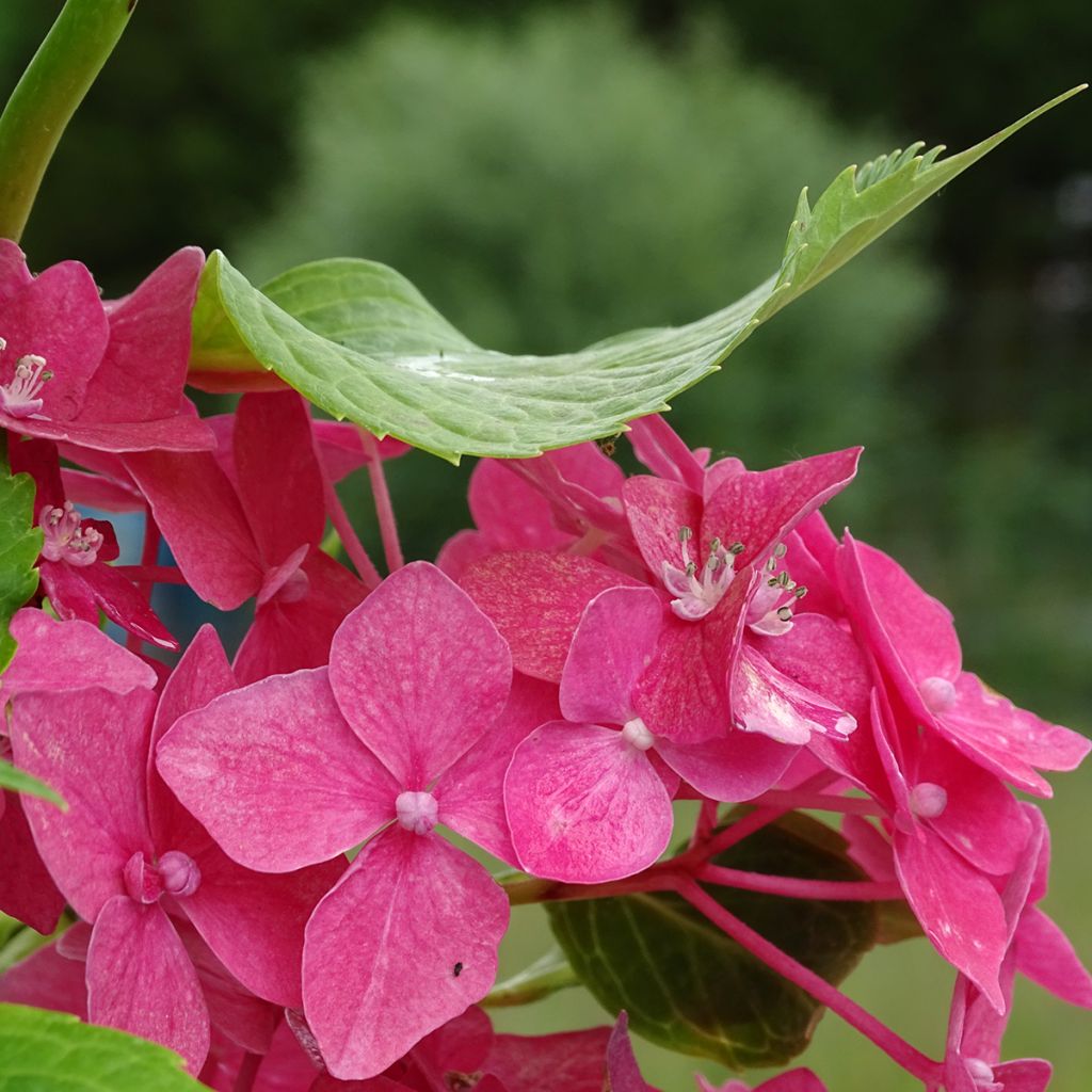 Hydrangea macrophylla Constellation