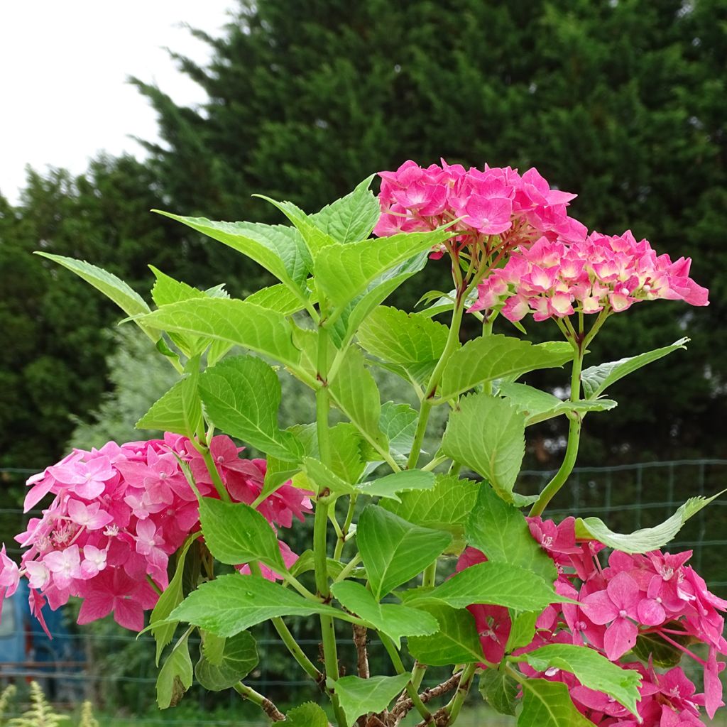 Hydrangea macrophylla Constellation