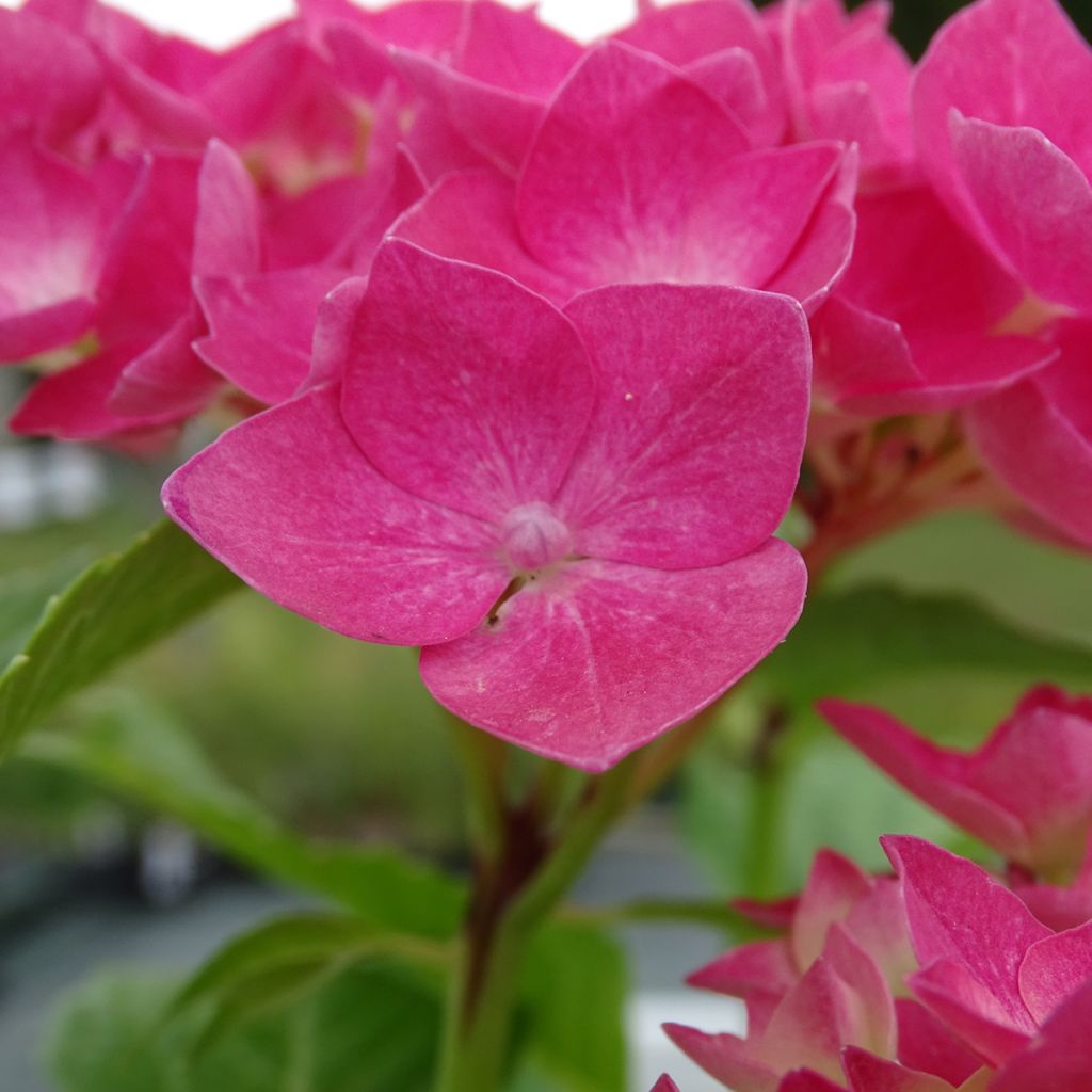 Hydrangea macrophylla Constellation