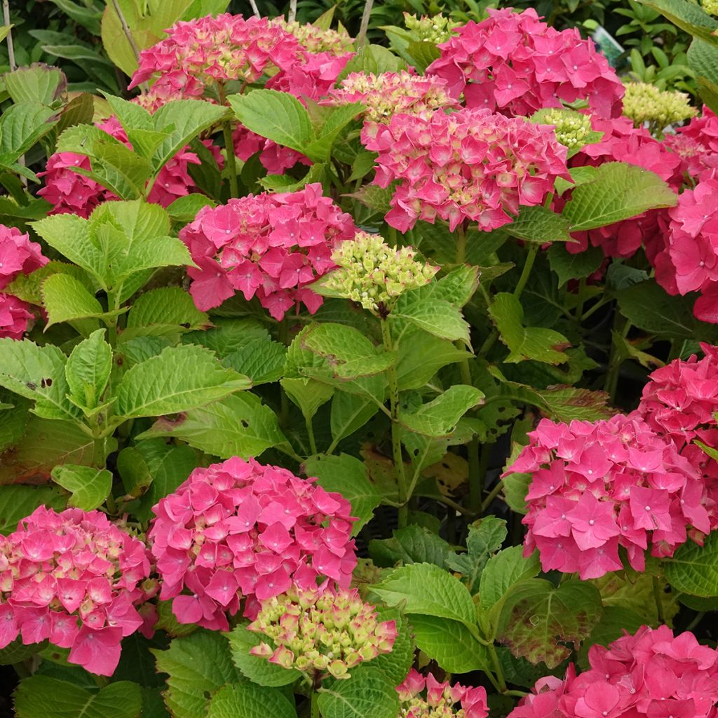 Hydrangea macrophylla Glowing Ambers