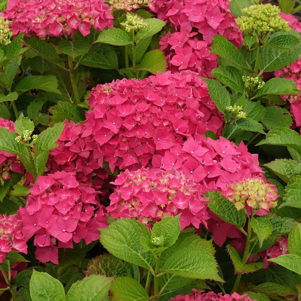 Hydrangea macrophylla Glowing Ambers