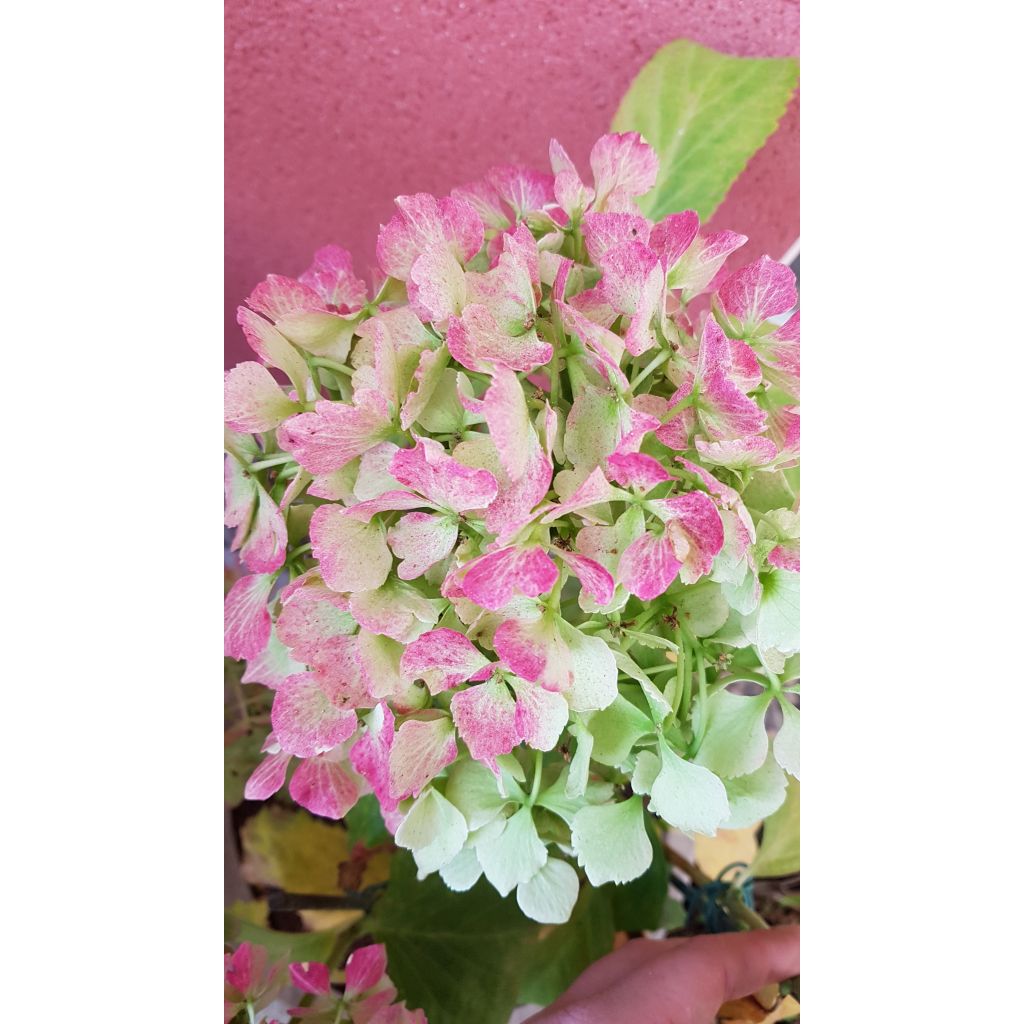 Hydrangea macrophylla Magical Jade