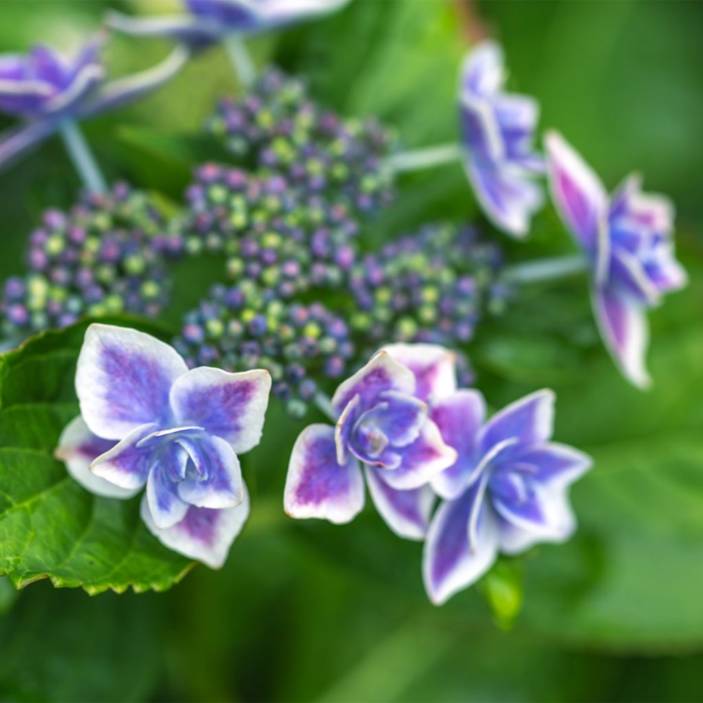 Hydrangea macrophylla Star Gazer Blue