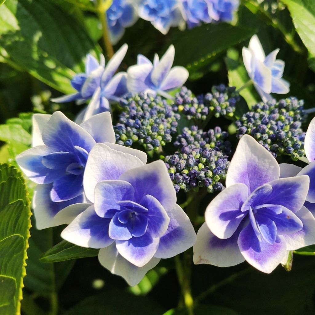 Hydrangea macrophylla Star Gazer Blue