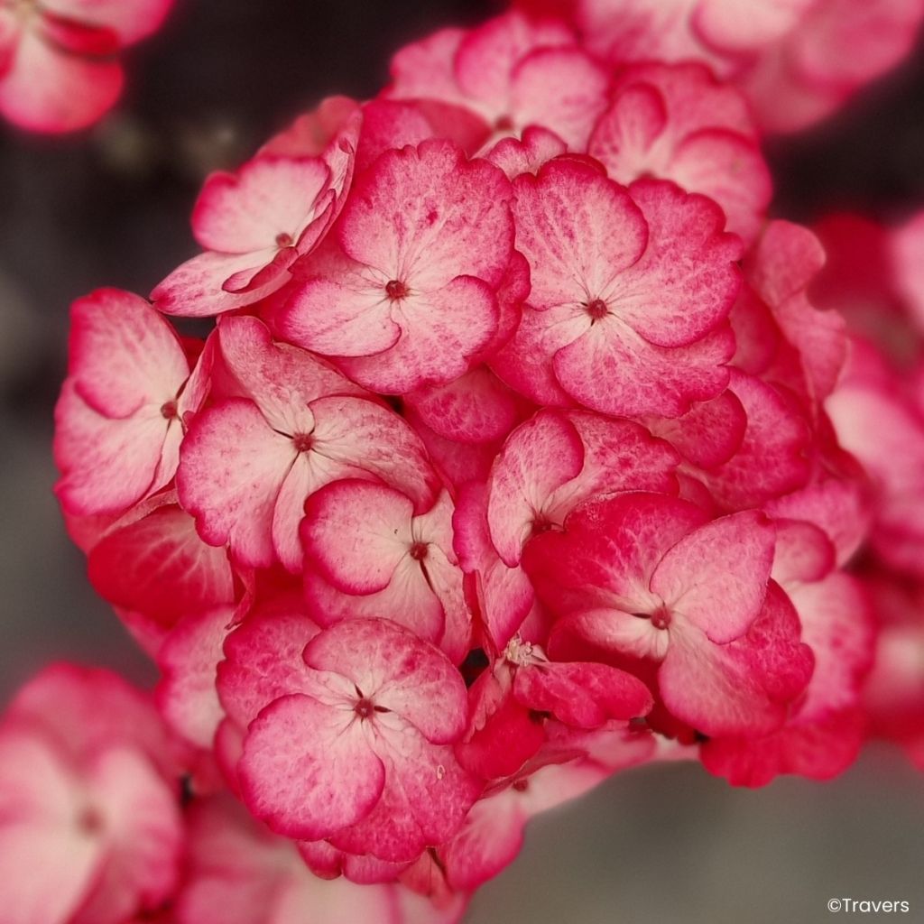 Hydrangea macrophylla x serrata BLACK VELVET®