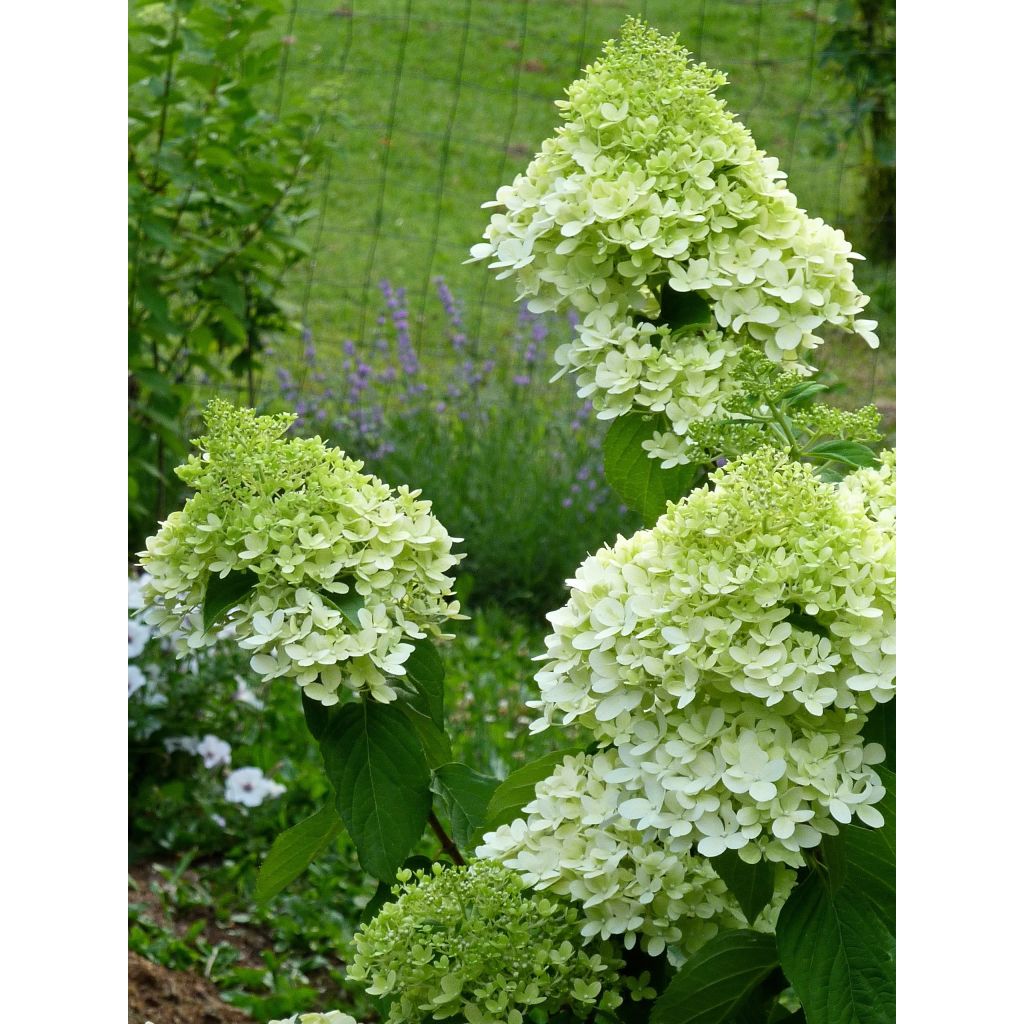 Hydrangea paniculata Limelight