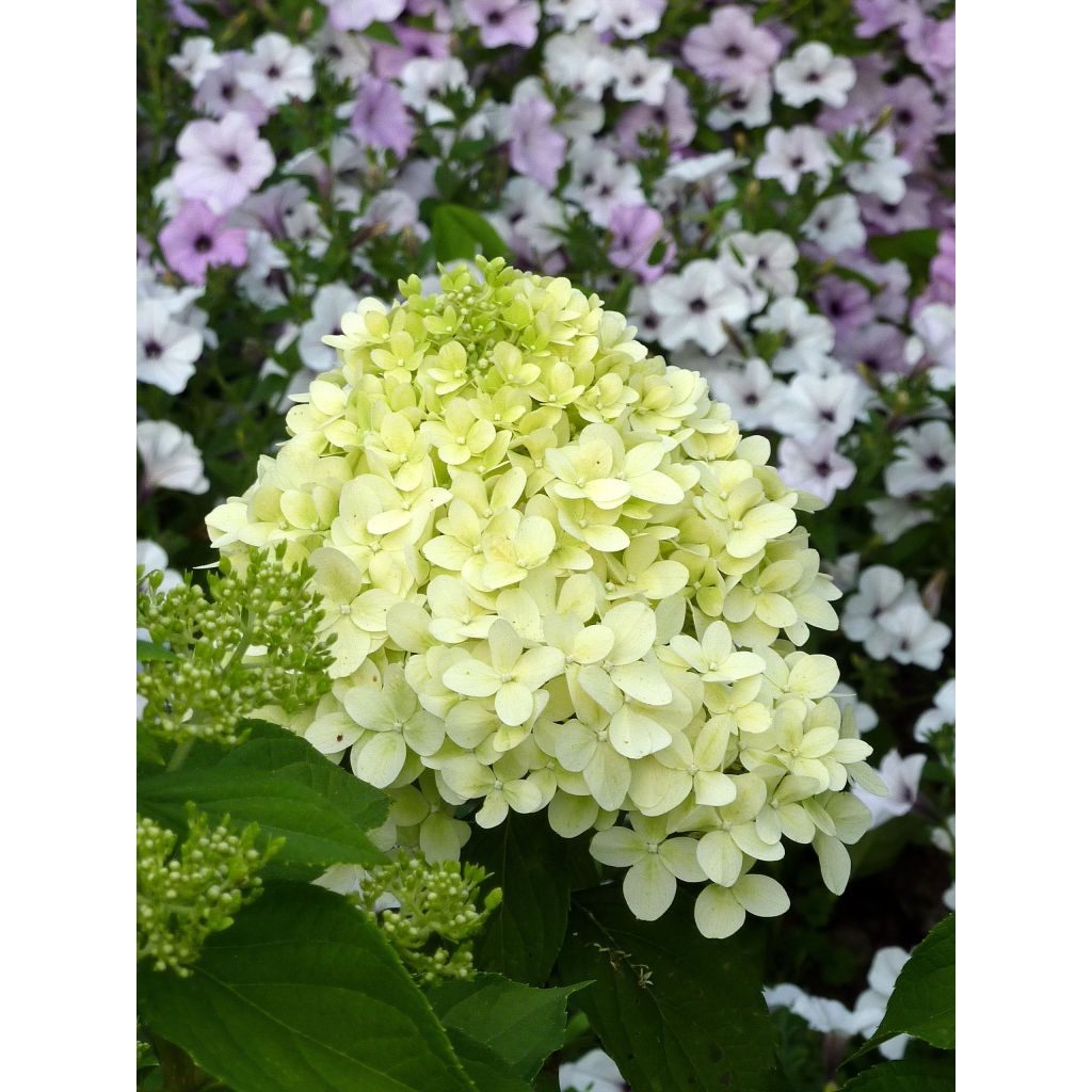 Hydrangea paniculata Limelight