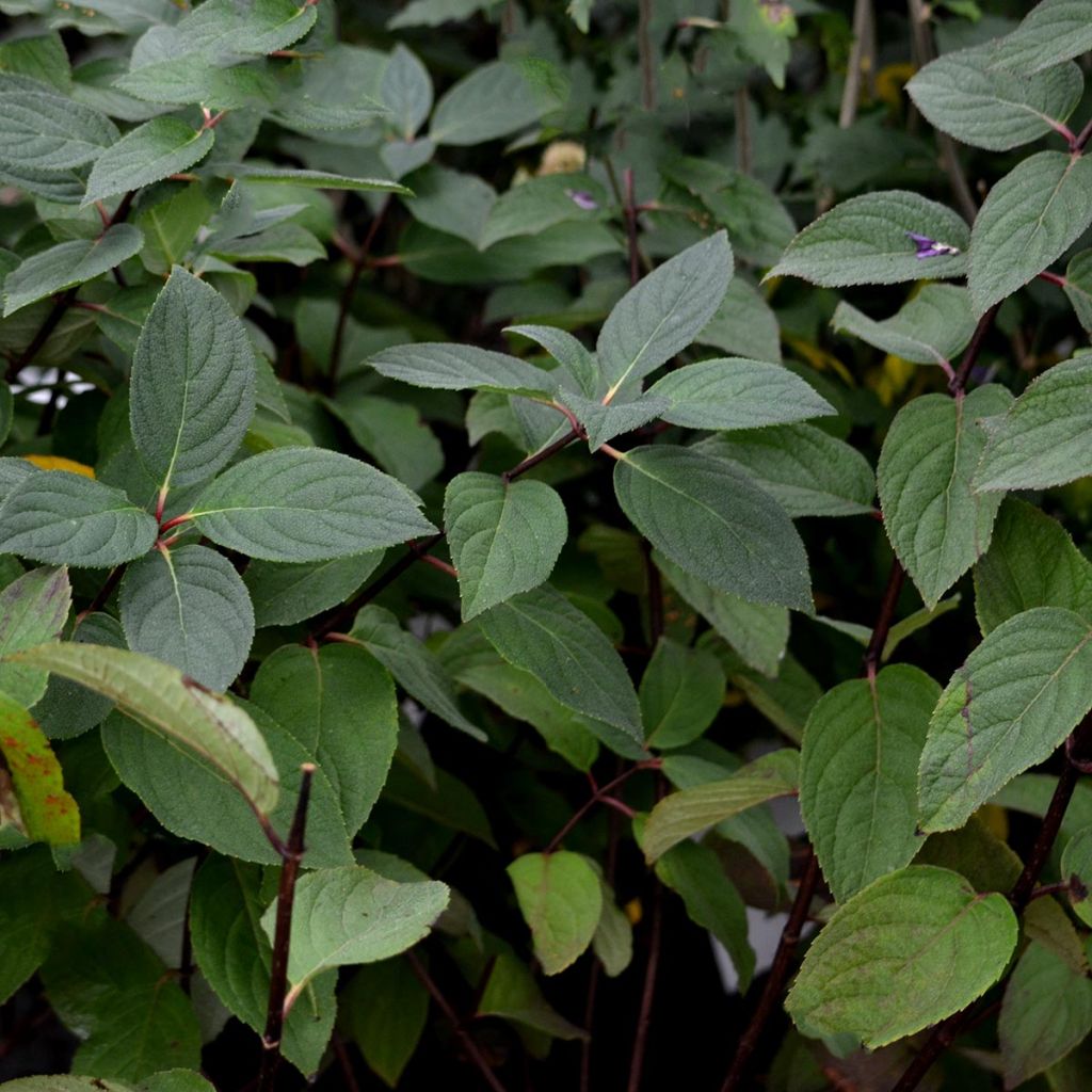 Hydrangea paniculata Mega Mindy