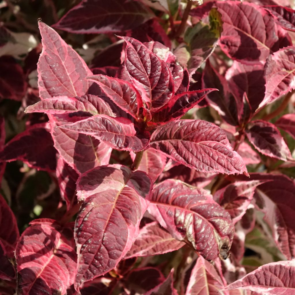 Hydrangea serrata Euphoria Pink