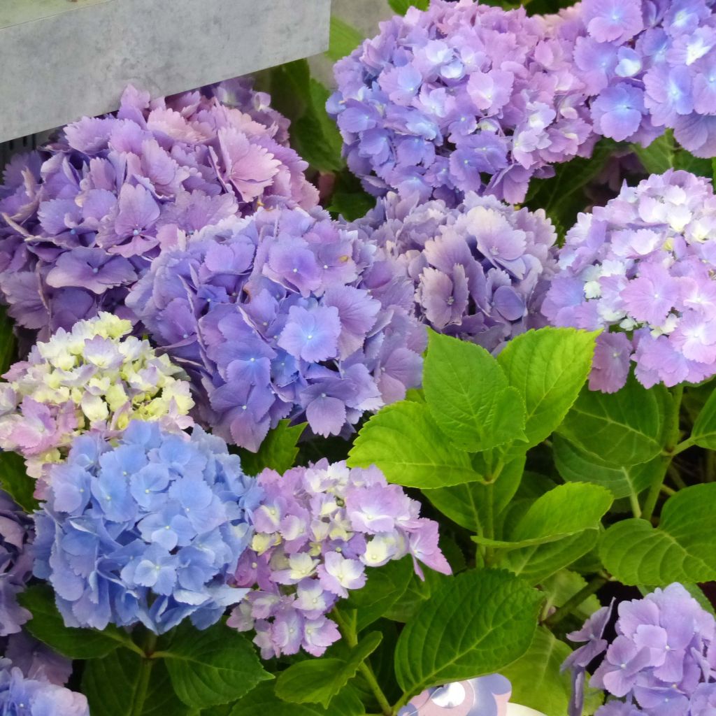Hydrangea macrophylla L.A. Dreamin Lindsey Ann