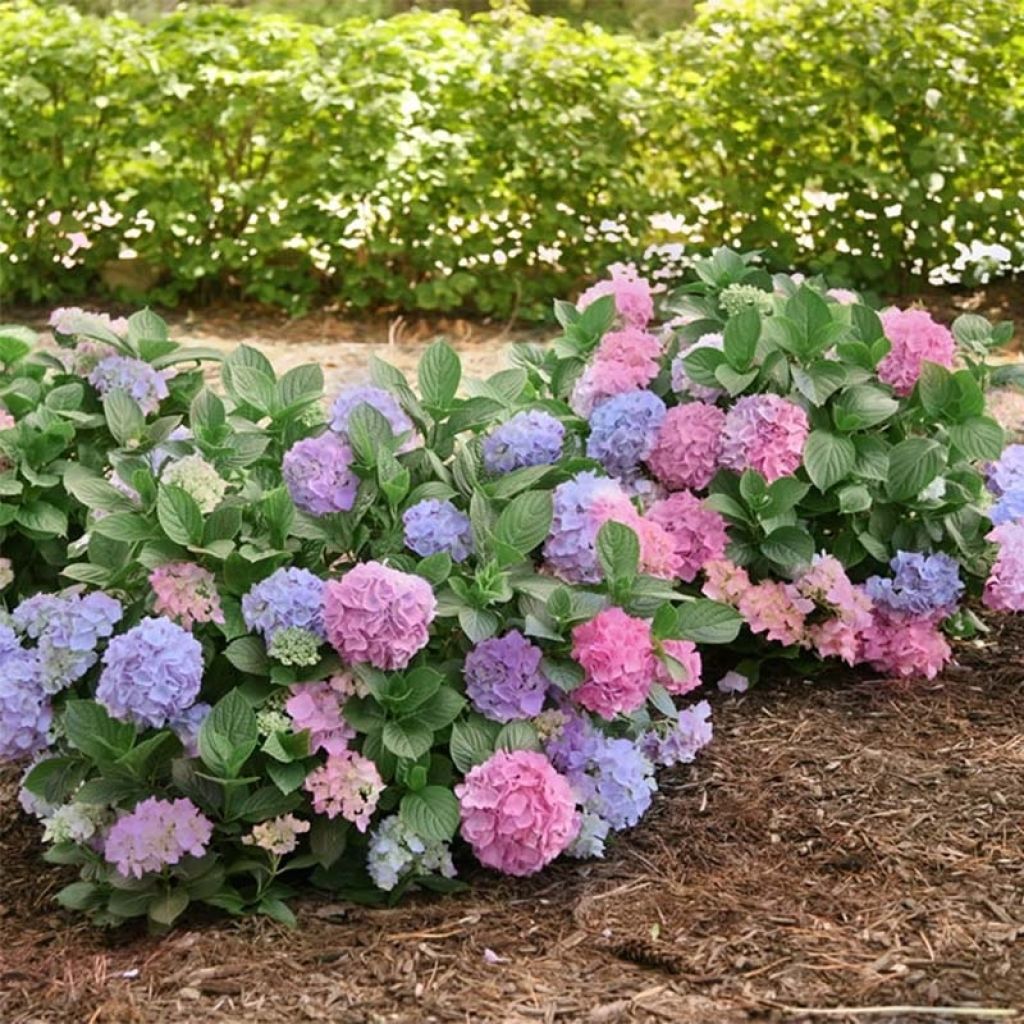 Hydrangea macrophylla L.A. Dreamin Lindsey Ann
