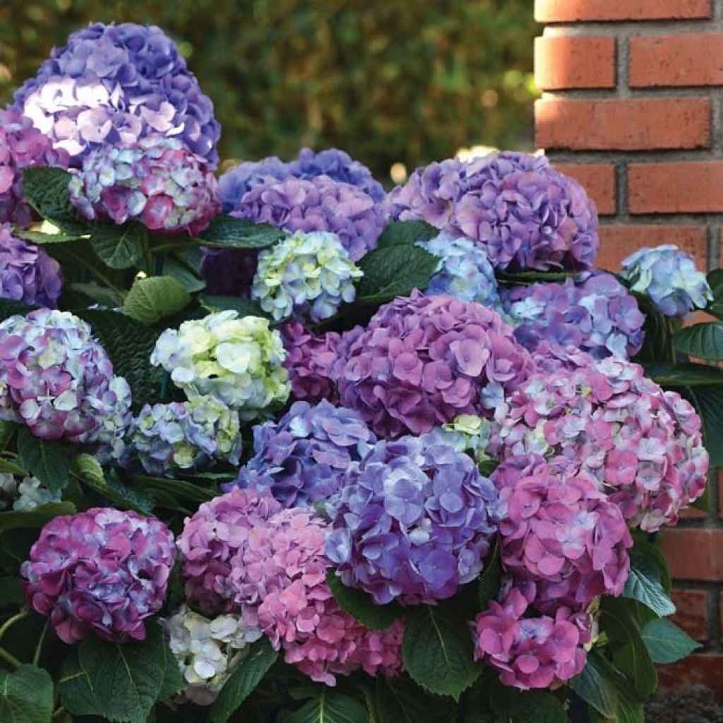 Hydrangea macrophylla L.A. Dreamin Lindsey Ann