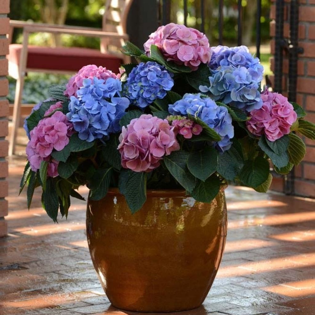 Hydrangea macrophylla L.A. Dreamin Lindsey Ann